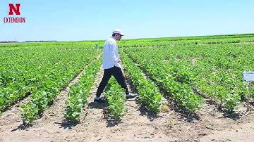 Metribuzin as a tank-mix partner for weed control in soybean | N Field Observations