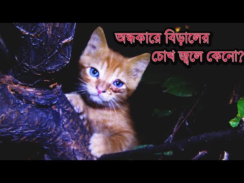 ভিডিও: বিড়ালছানারা কি অন্ধকারে দেখতে পারে?