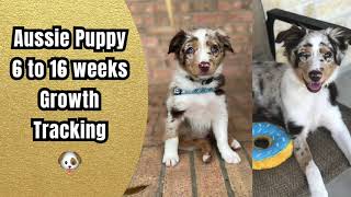 Puppy Transformation: Aussie Puppy 6 to 16 week Growth Tracking