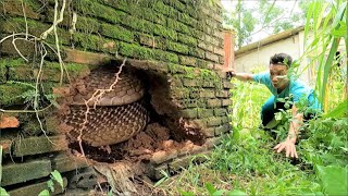 The terrifying moment of 2 men when they discovered a giant cobra curled up in an abandoned house.