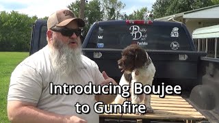 German Wirehair Pointer Introduction to Gun Fire