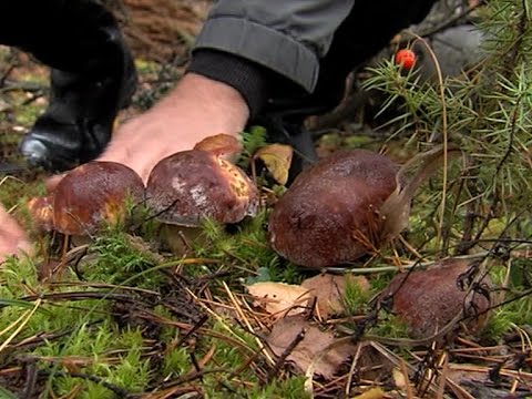 Небывалый урожай грибов фиксируется в лесах Марий Эл