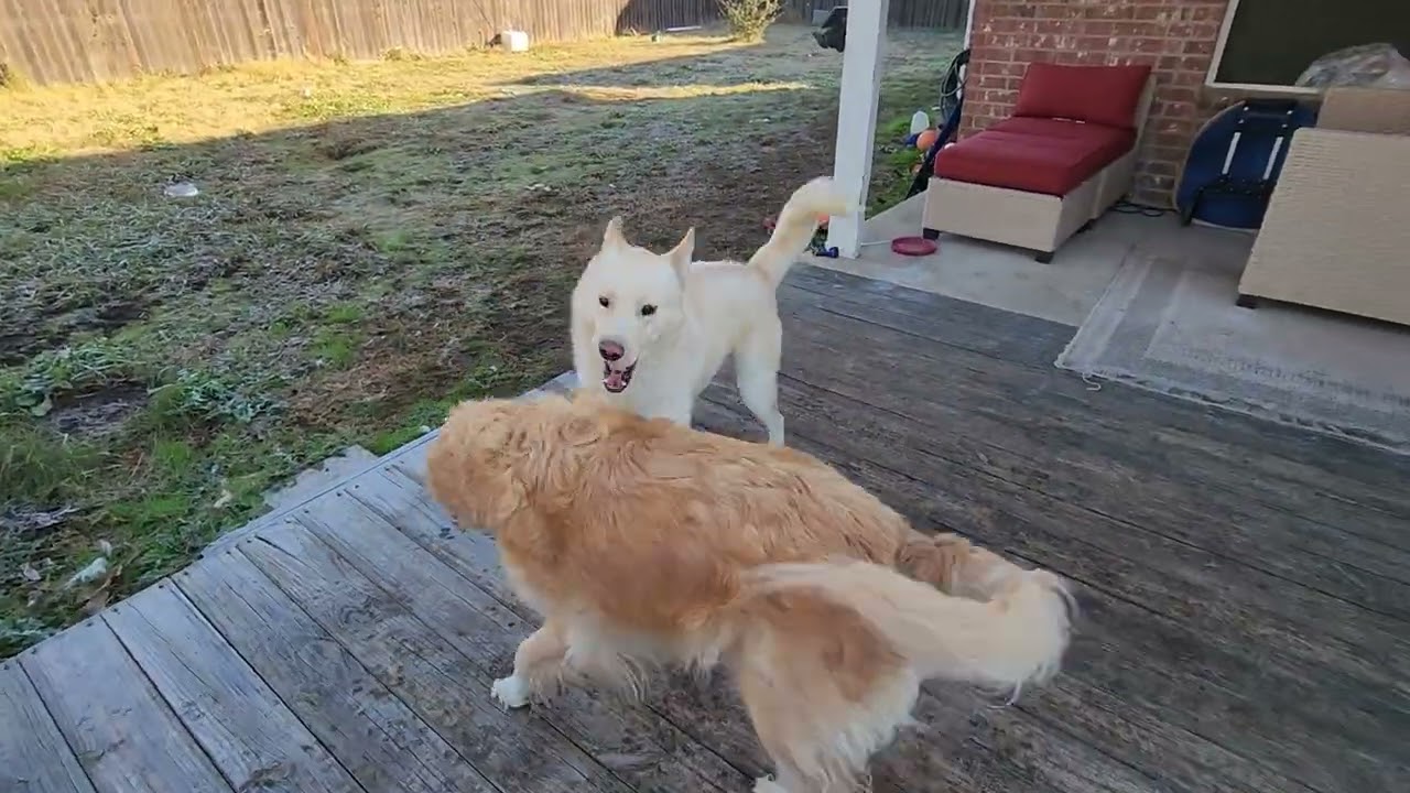 Собачьи ледовые приключения! Две собаки играют на техасском морозе.