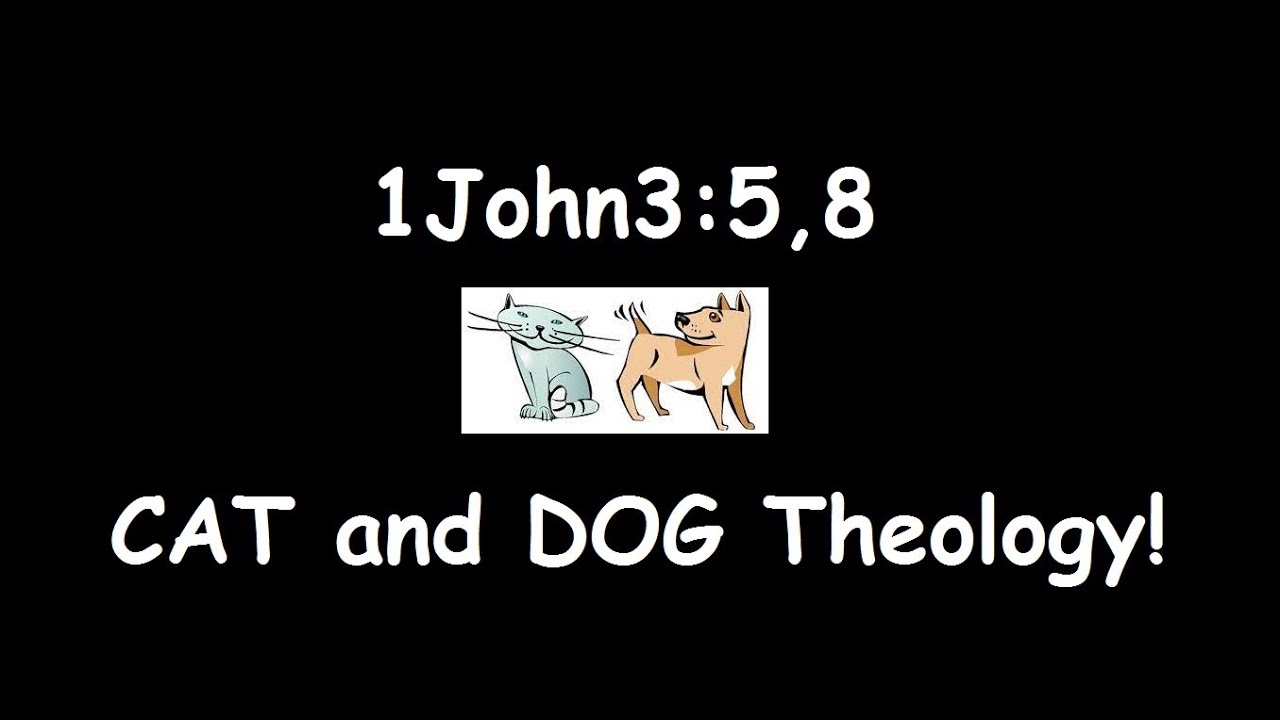 CAT AND DOG THEOLOGY! YouTube