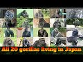 20 beloved gorillas living in Japan. Western Gorilla