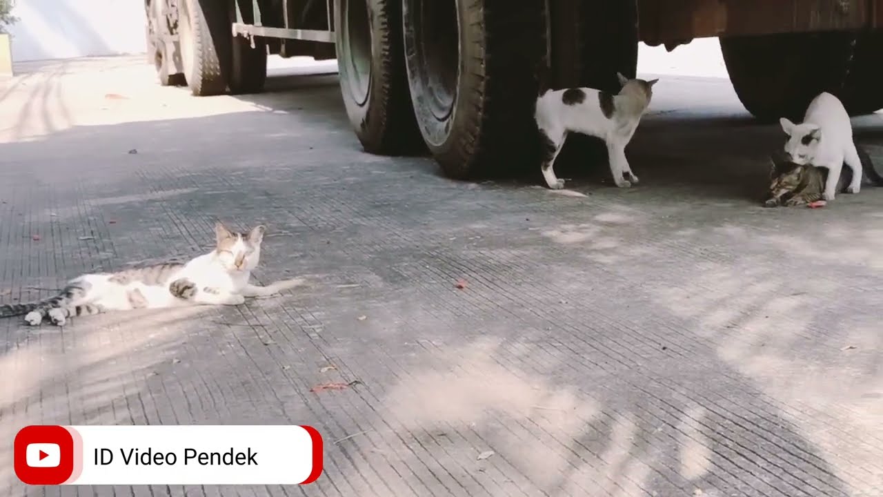 KUCING BETINA DI GILIR 3 EKOR KUCING JANTAN