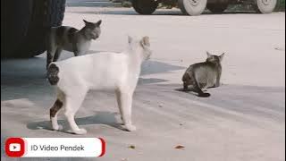 Download lagu KUCING BETINA DI GILIR 3 EKOR KUCING JANTAN