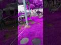 garden turn into everything purple #shorts #shortsfeed #shortvideo