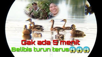 GAK BUTUH WAKTU LAMA || BELIBIS TURUN TERUS  || BERBURU BELIBIS