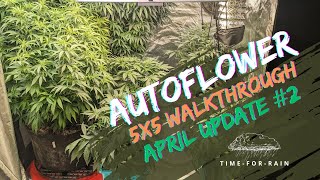 Weekly Autoflower 5x5 Grow Tent Walkthrough: Cannabis Plant Progress