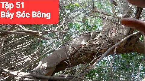 Video Bẫy Sóc Bông Rừng Hôm Nay Tập 51..  #DSBR