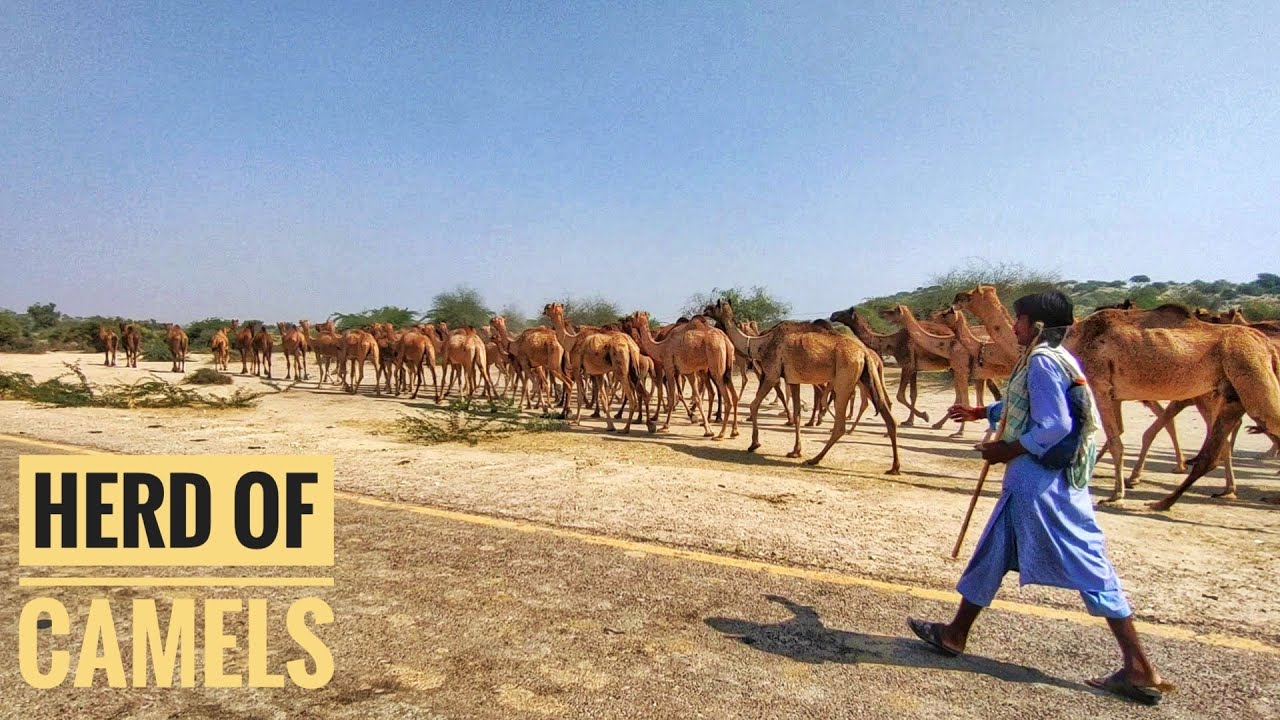 Herd Of Camels Walking at a Desert || Largest Group of camels ||