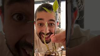 DIY Avocado Plant Magic | creative explained