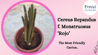 Peruvian Apple Cactus (Cereus repandus f. monstrosus)
