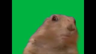 Celebrity Dramatic Chipmunk (720p) (Green Screen) Wealth