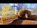 How to Kill Moles for .35 CENTS! Juicy Fruit Gum Really Does Kill Moles!