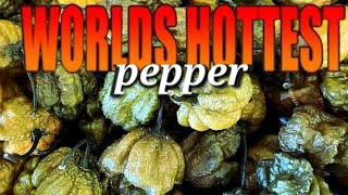 Pepper X World's Hottest Pepper