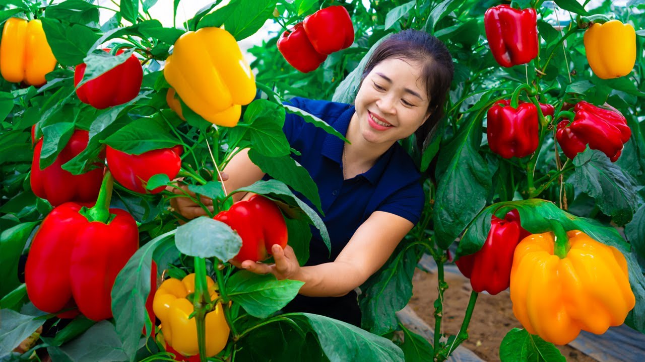 Panen Paprika, Jual di Pasar, Memasak & Kehidupan Sehari-hari | Panen Ánh Vy