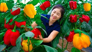 Download Lagu Panen Paprika, Jual di Pasar, Memasak \u0026 Kehidupan Sehari-hari | Panen Ánh Vy MP3 Download Lagu Panen Paprika, Jual di Pasar, Memasak \u0026 Kehidupan Sehari-hari | Panen Ánh Vy MP3