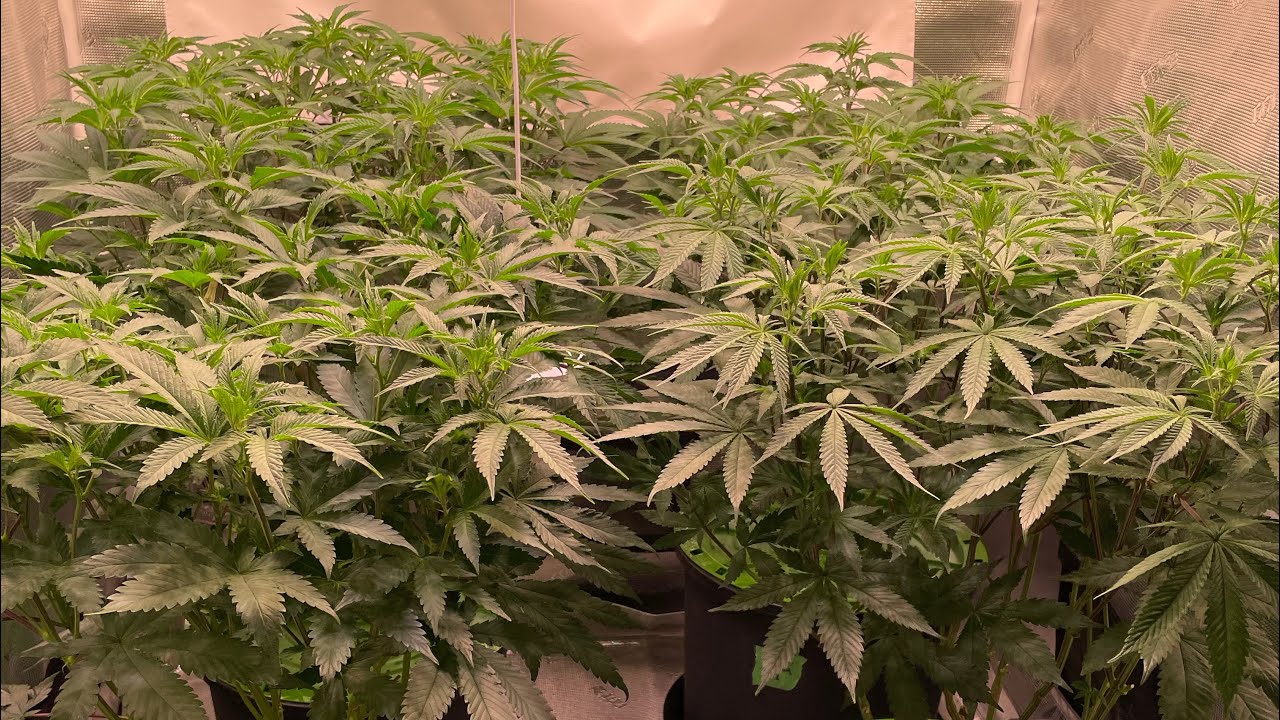 Feeding cannabis - first week flower - Transplanting autos - flowering 12/12