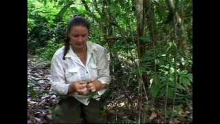 PLAY1 Valerie Clark Madagascar NatGeo WC Ep 334