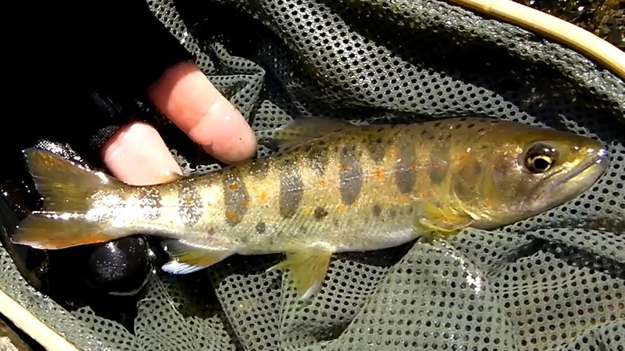 ライズを狙う アマゴ Rise Fishing for RedSpotted Trout in Japan YouTube