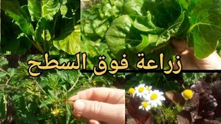 زراعة الخس وبعض الخضروات في المنزل /  الزراعة عضوية لتغذية صحية #زراعة #rooftopgarden