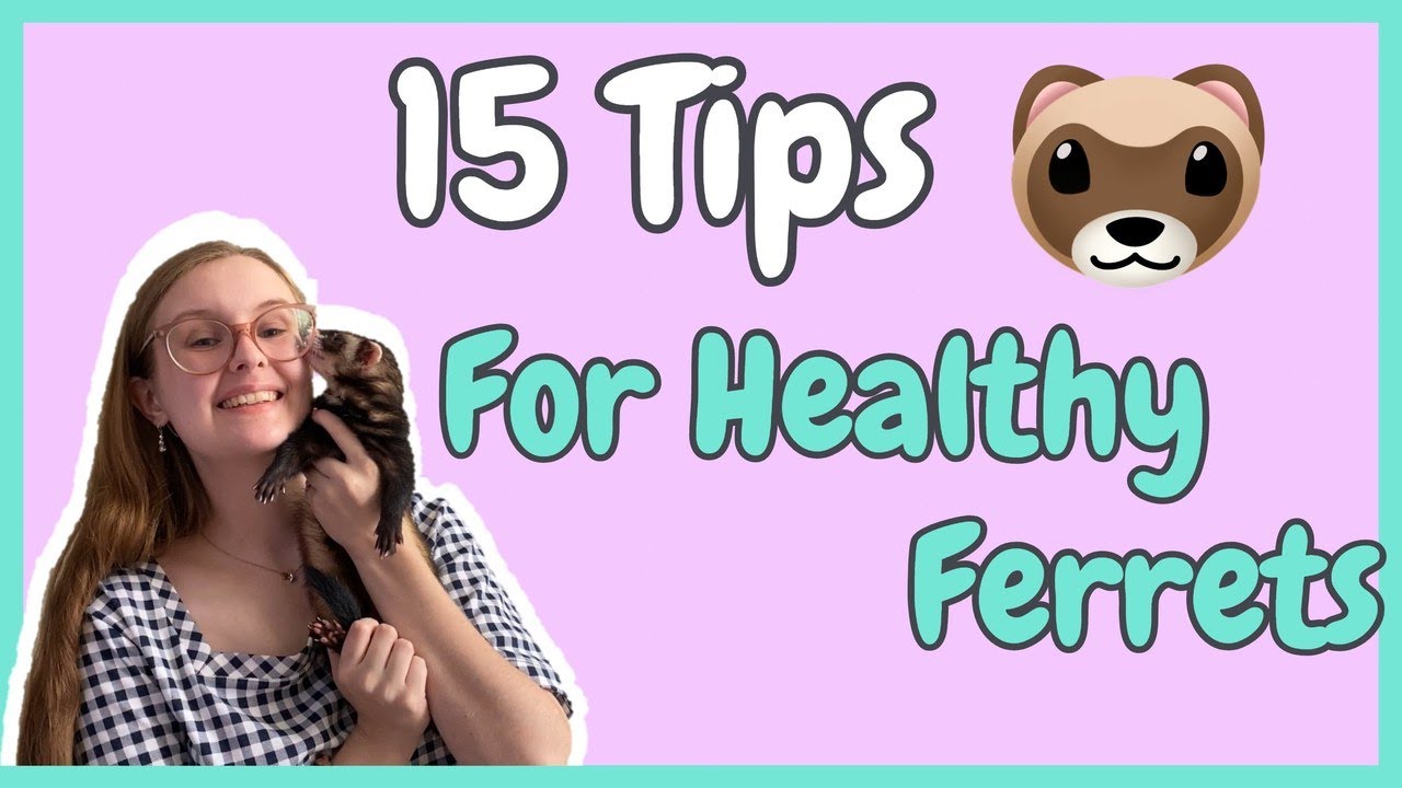HEALTHY FERRET CARE | Pazuandfriends