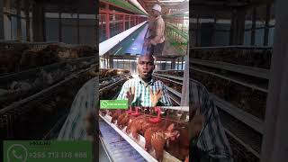 FAIDA ZA KUTUMIA ECONOMY CHICKEN CAGE KUFUGIA KUKU