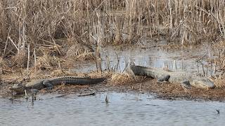 Alligators bask together along shore