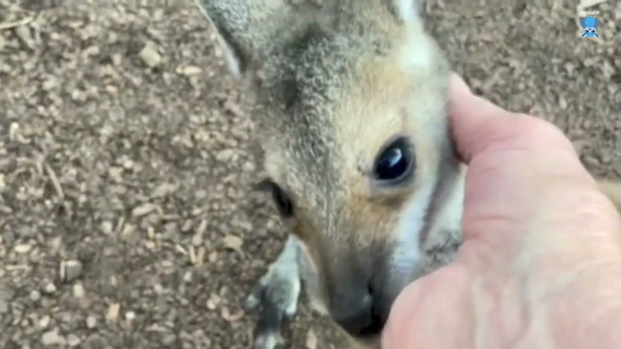Second Chances Wildlife Sanctuary;  Crow in care 3 weeks after rescue.