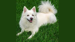 Harmonic Doggy Serenade