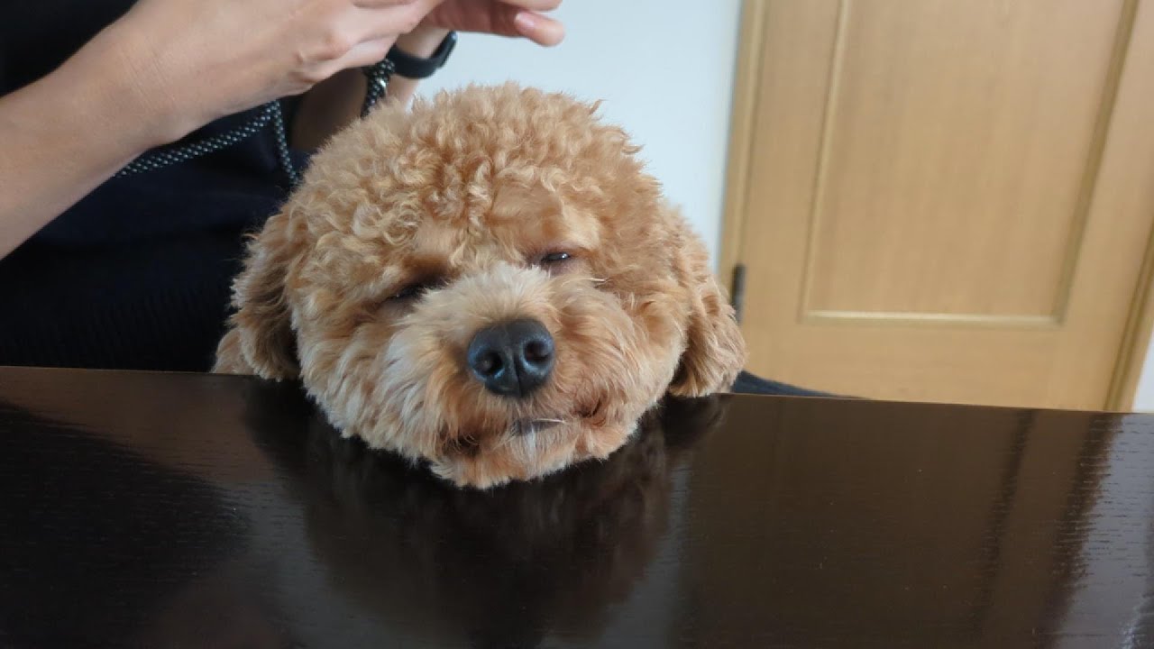 充電がきれそう　His battery ran out right away.