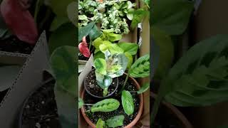 домашние цветы на продажу Хасавюрт