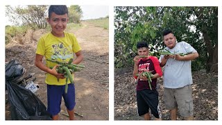 Mira cuanto|caspiroles encontramos en un teRREno solitario.