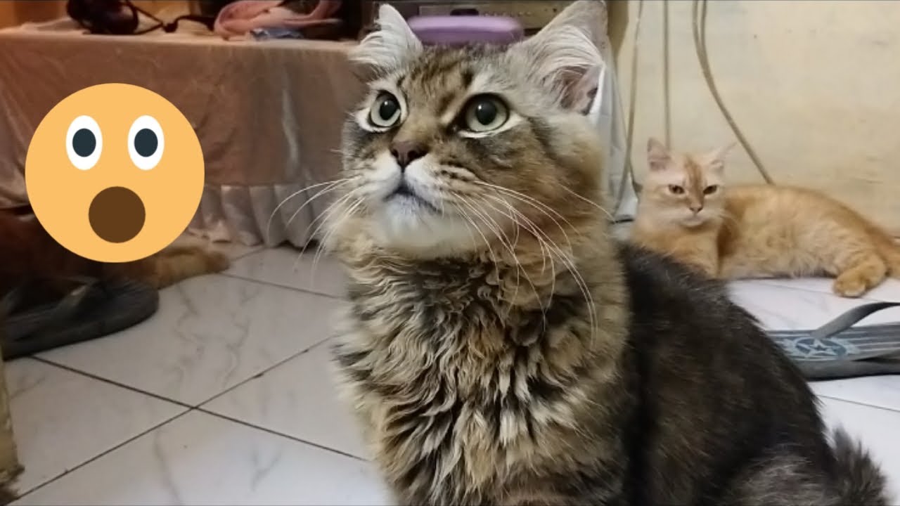 APA YANG KAMU LIHAT? CAT SEE SOMETHING WHAT WE CANNOT SEE YouTube