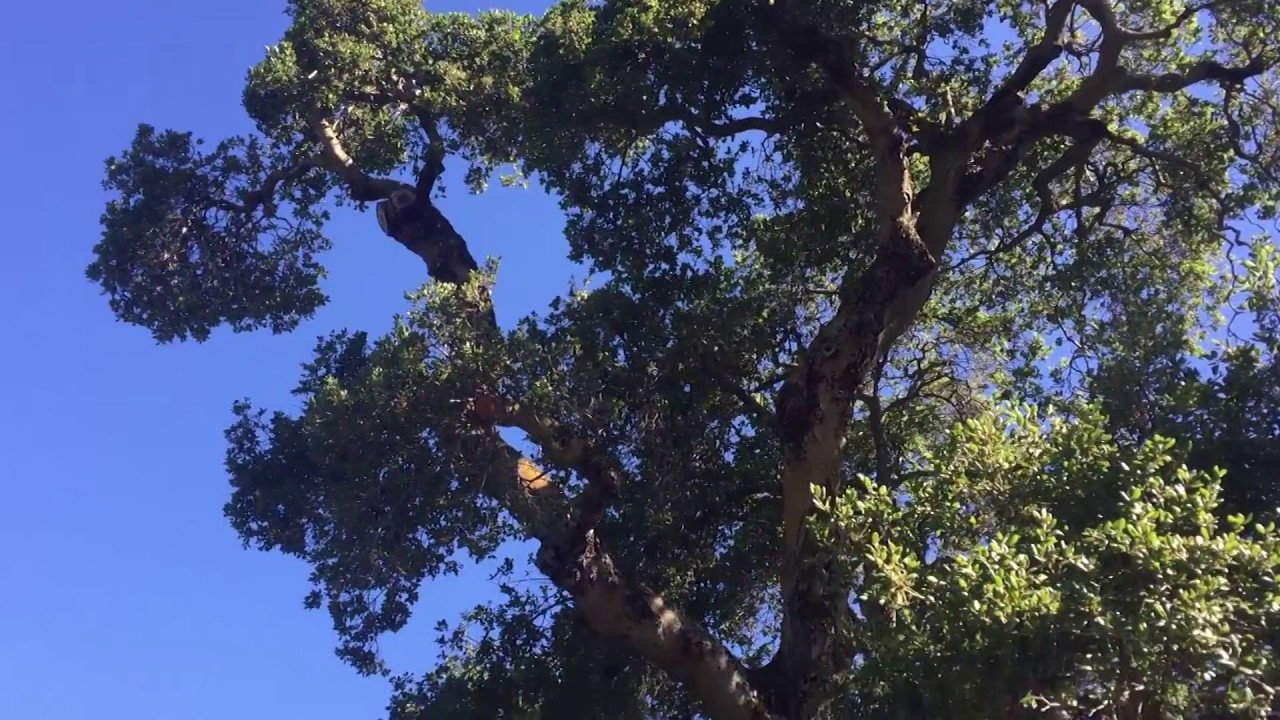 Large Live Oak Inspection YouTube