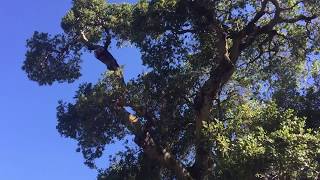 Large Live Oak Inspection