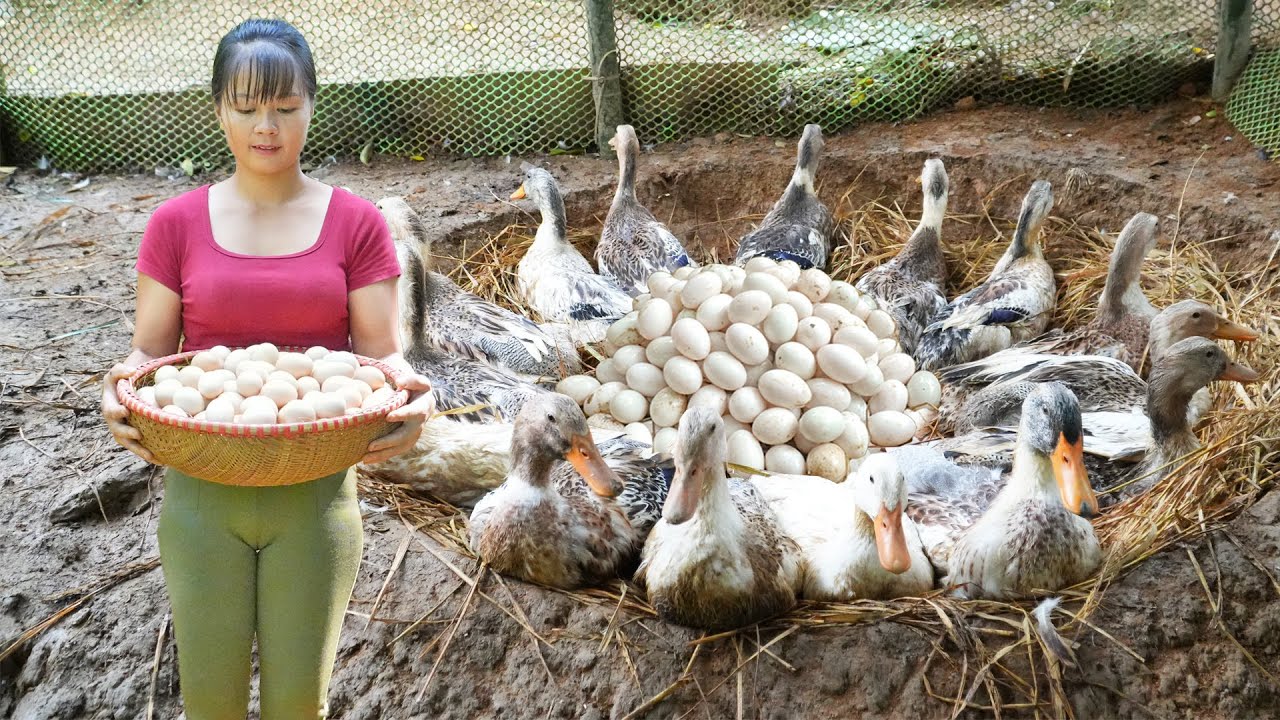 REWIND TIMELAPSE --400 Days Harvesting A Lot Of Duck Eggs, Chicken Eggs Go To Sell /Phương's Story