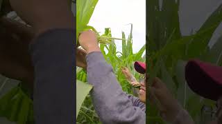 Detasseling in maize #plantbreeders #agriculture #fieldwork #corn #maize #farming #jovysapan