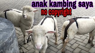 ANAK KAMBING SAYA no copyright || lagu anak anak populer