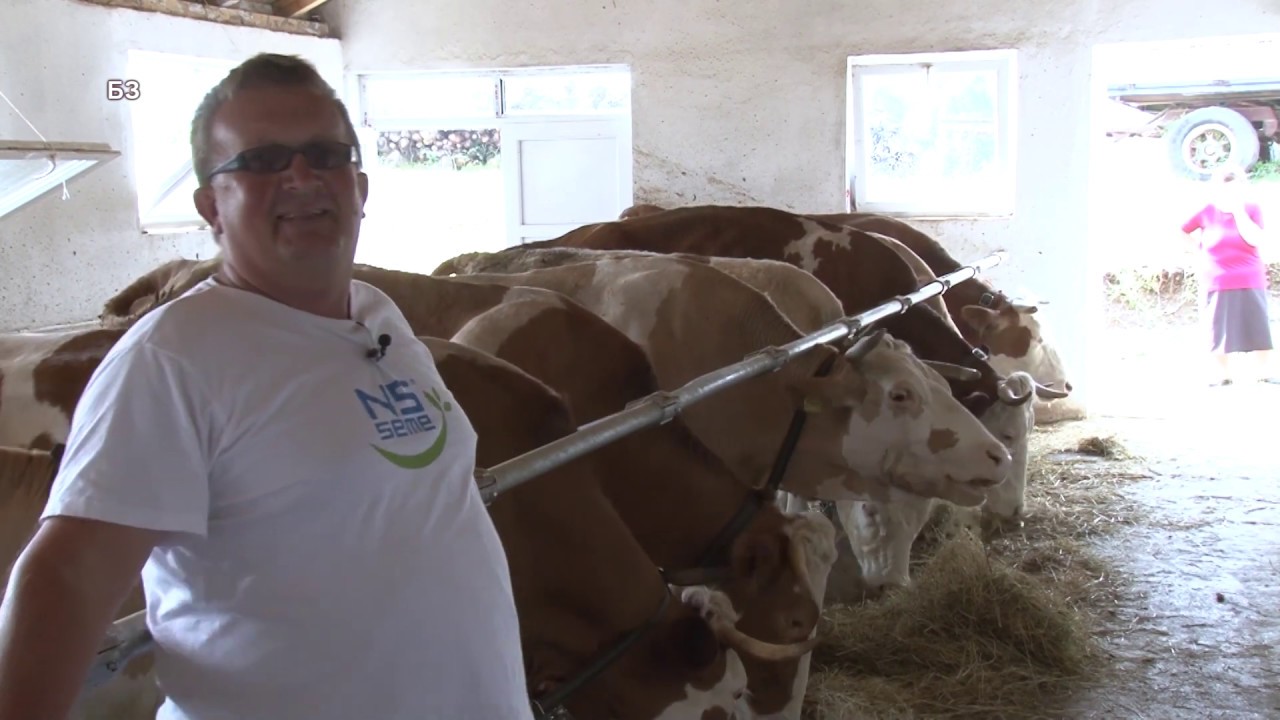 Stocar koji JE ZADOVOLJAN na maloj FAMI krava - MOGUCE JE ... ali iza njega stoje POLITICARKE!