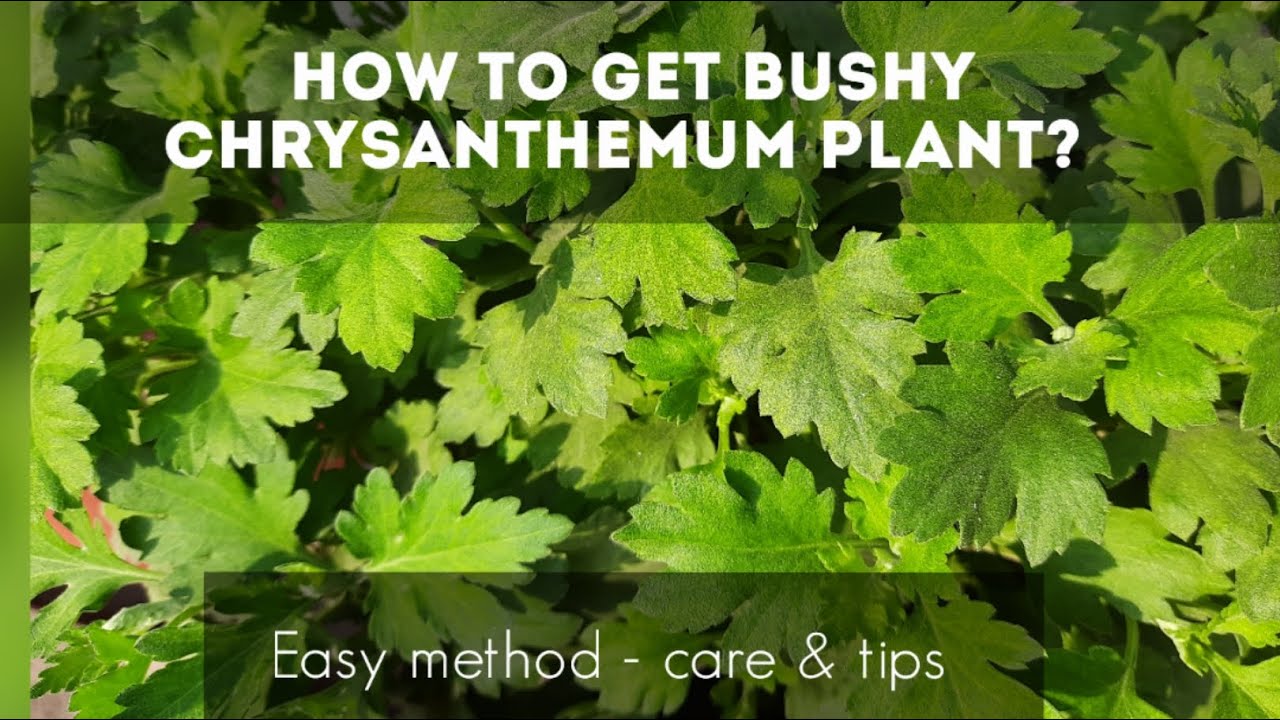 How to get bushy Chrysanthemum plant Part1 Tips and Care 
