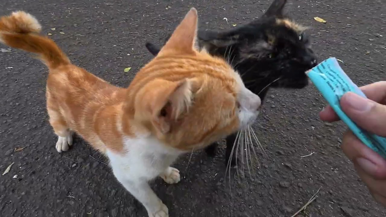 It Started Peacefully… Then Everything Changed 🐾