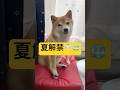 ひんやり生活スタート🧊✨#柴犬 #豆柴 #shibainu #犬 #犬のいる暮らし #shorts