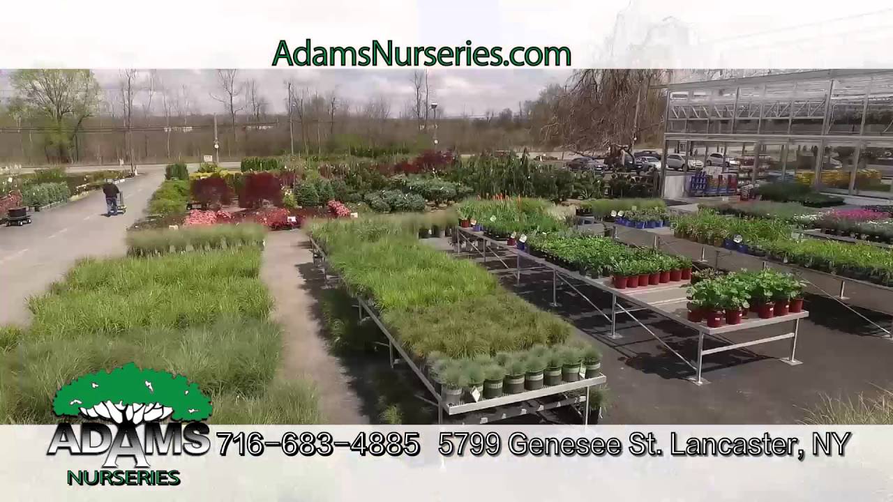 Adams Nurseries Flat Event 2016 15 YouTube