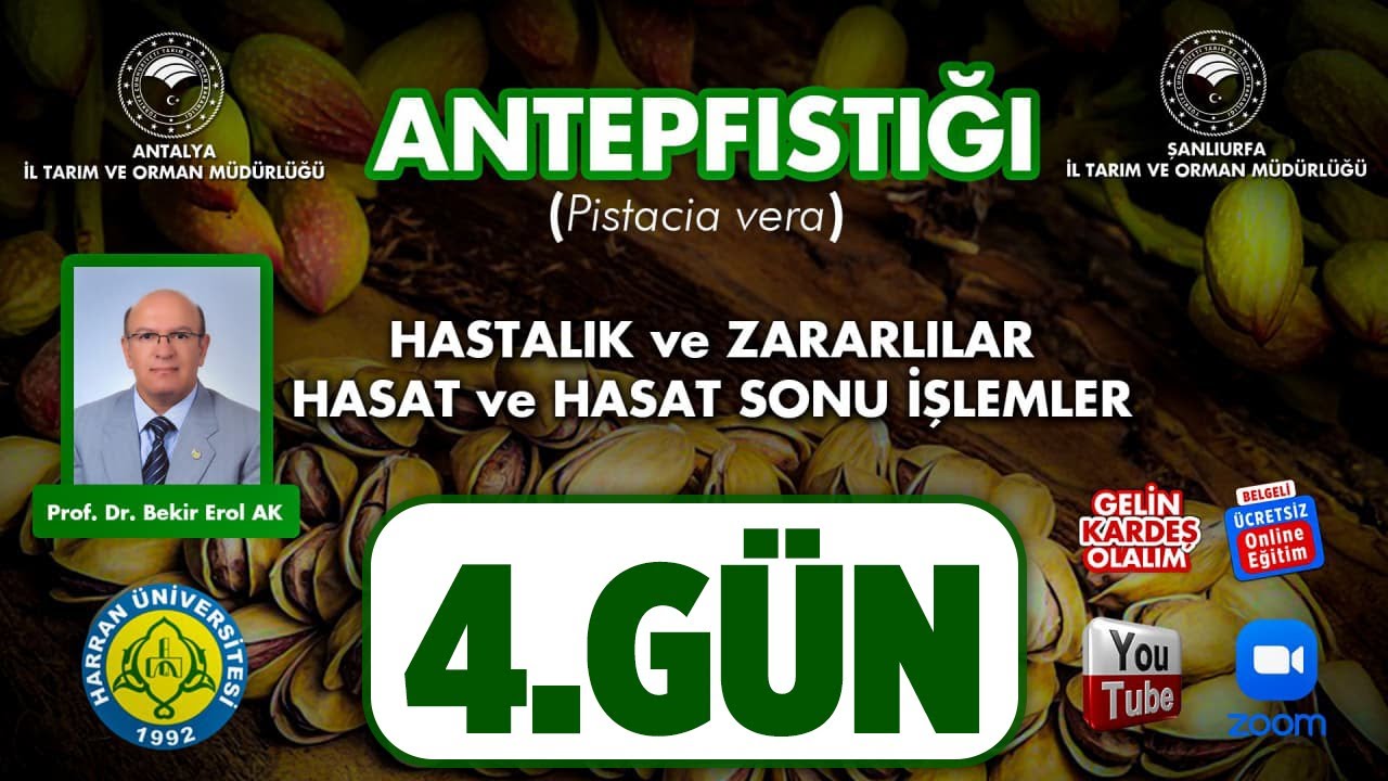 Antepfıstığı Yetiştiriciliği 4 (Pistacia vera) - Hastalık ve Zararlılar, hasat yapılan işlemlr 4.Gün