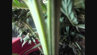 The Happy Grow Show- More Sadness :(