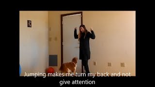See How I cured My Dog's Jumping Problem | Brain Training For Dogs screenshot 5