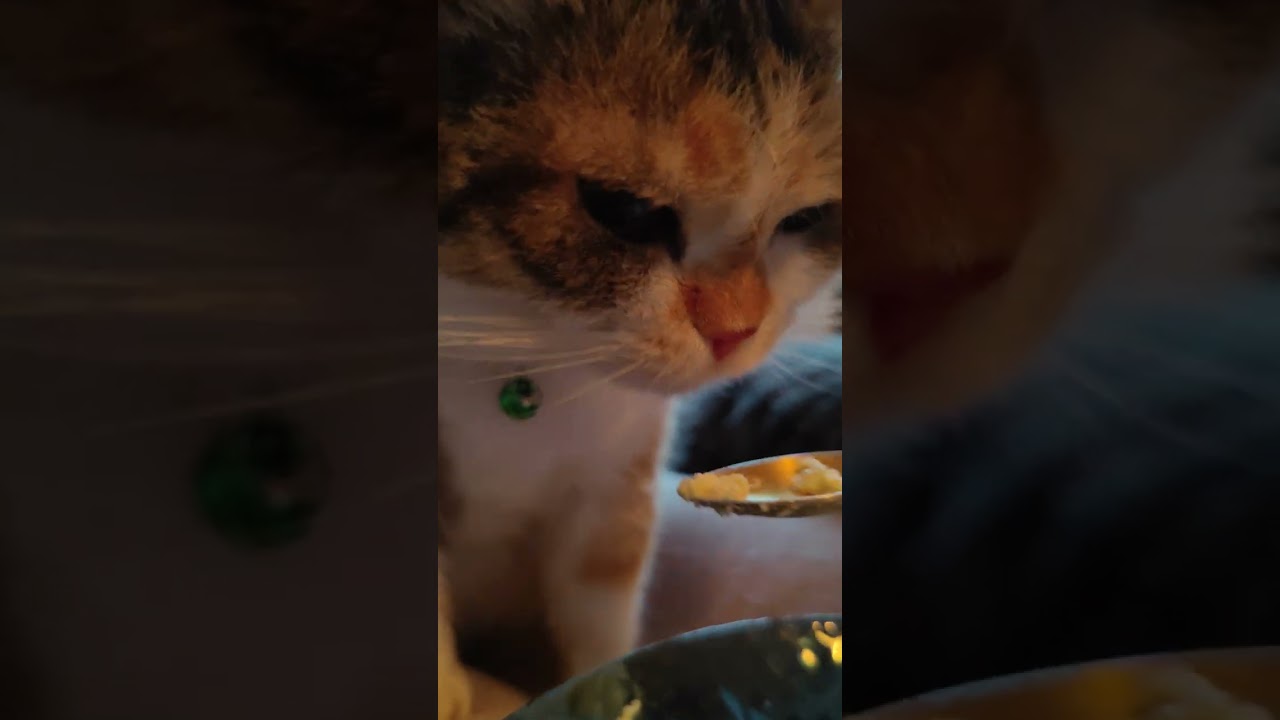 Our cat loves to eat from a spoon ASMR